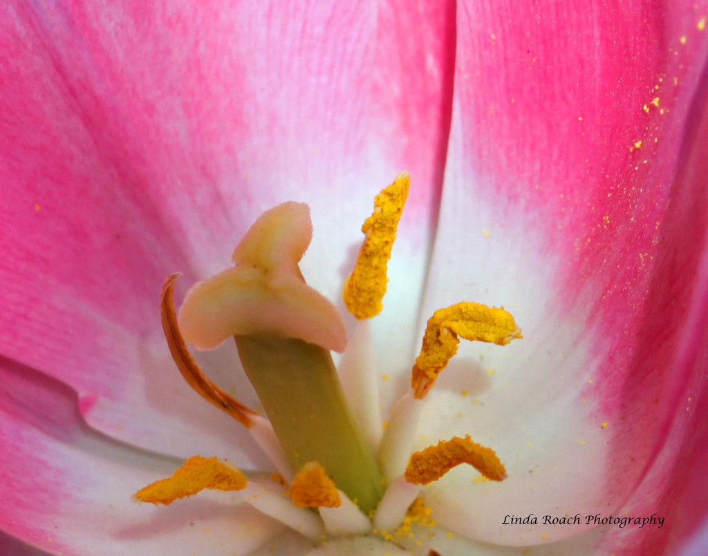 Tulip Pollen by grannysue