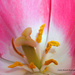 Tulip Pollen by grannysue