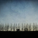 Bare Trees by rosiekerr