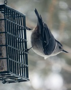 28th Mar 2015 - The Nuthatch Up Close and Upside Down