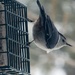 The Nuthatch Up Close and Upside Down by hbdaly