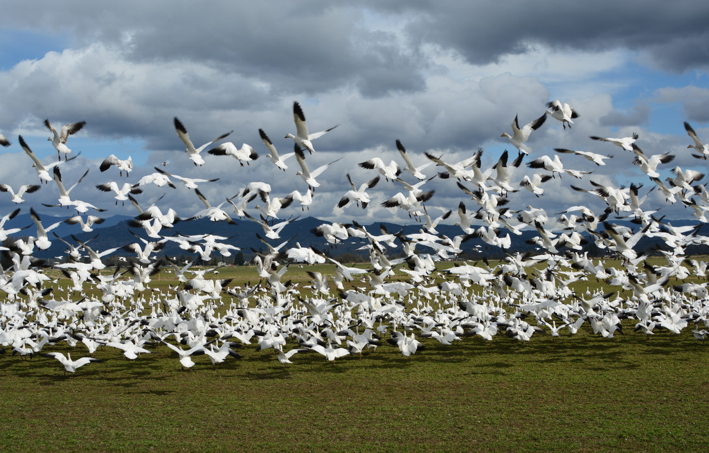 ~Snow geese in flight~ by crowfan
