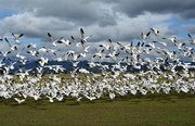 28th Mar 2015 - ~Snow geese in flight~