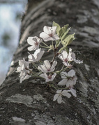 26th Mar 2015 - Cherry Blossom