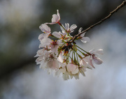 27th Mar 2015 - Cherry Blossom 2