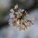 Cherry Blossom 2 by darylo