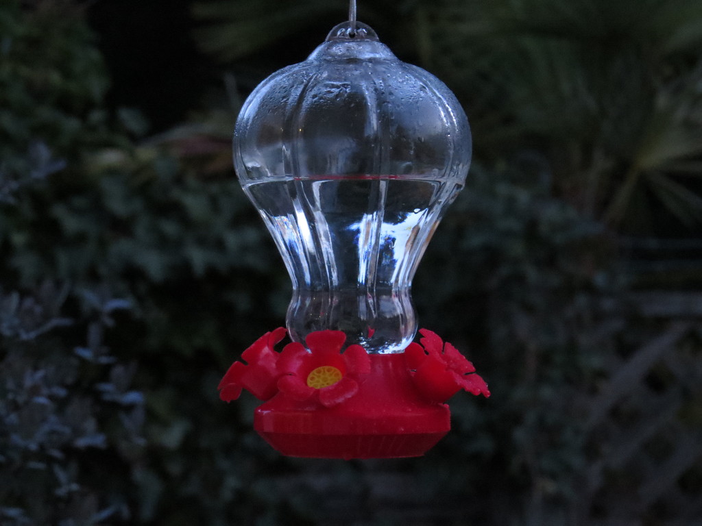 My new hummingbird feeder by kathyo