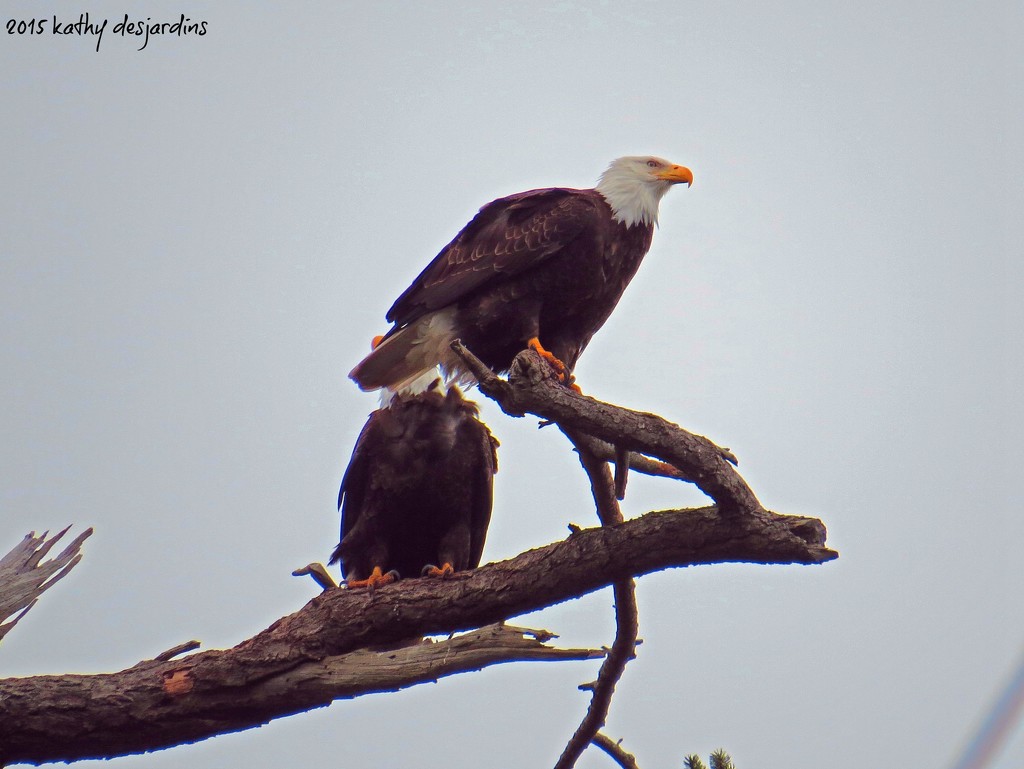 Eagles are pairing up by kathyo