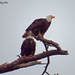 Eagles are pairing up by kathyo