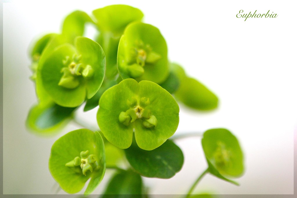 Euphorbia by jamibann