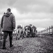 29th Mar 2015 - Bringing home the cows
