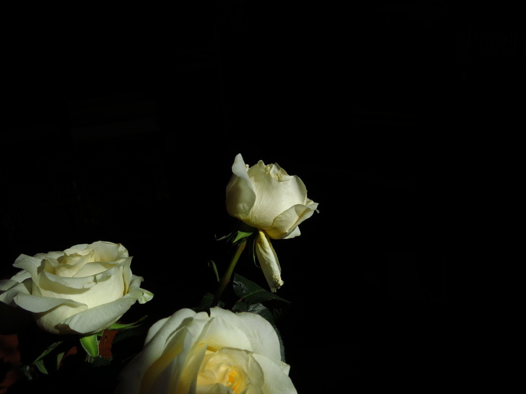 Roses by alia_801