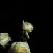 Roses by alia_801