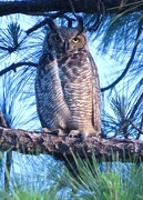 28th Mar 2015 - Great Horned Owl