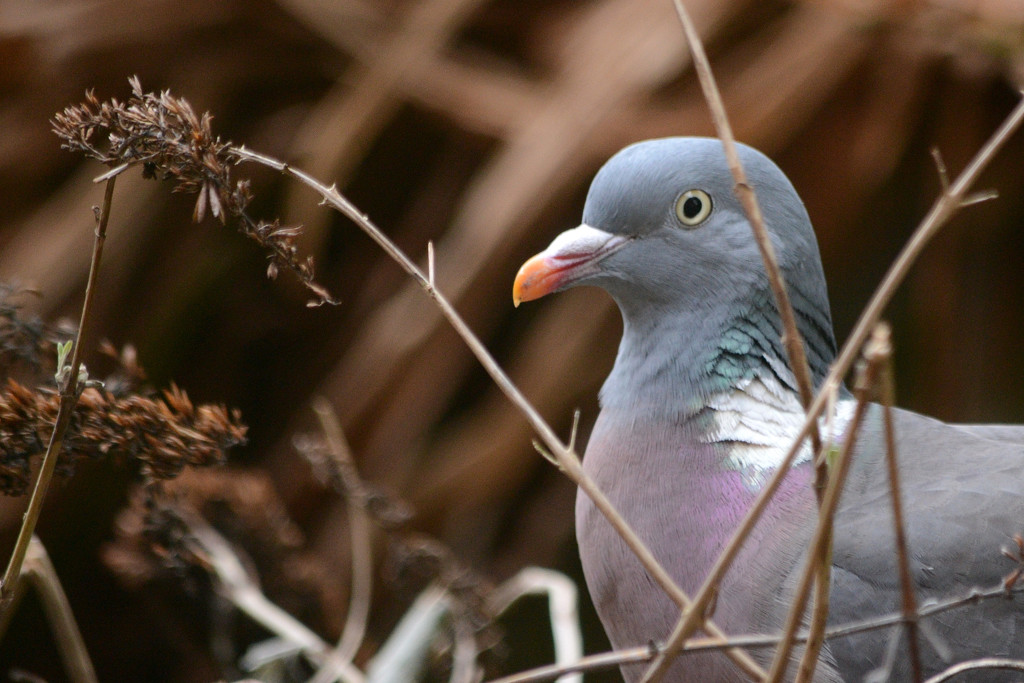 Pigeon by richardcreese