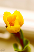 29th Mar 2015 - Yellow tulip