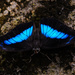 Blue wings by nicoleterheide