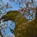 Stone eagle, Waterlow Park by tomdoel