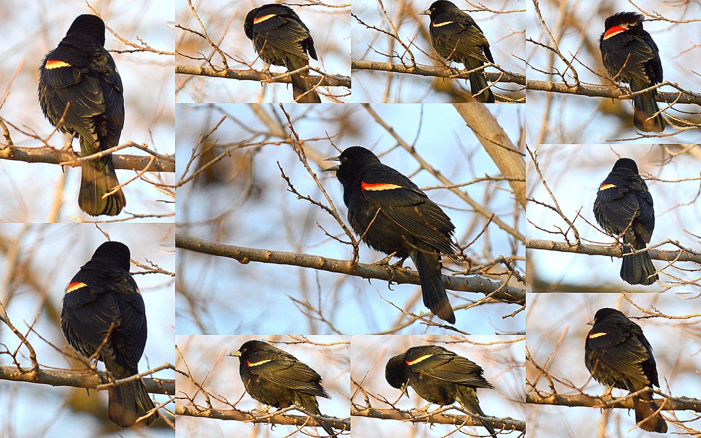 Sing, Red-Winged Blackbird! by kareenking