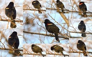 28th Mar 2015 - Sing, Red-Winged Blackbird!