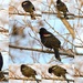 Sing, Red-Winged Blackbird! by kareenking