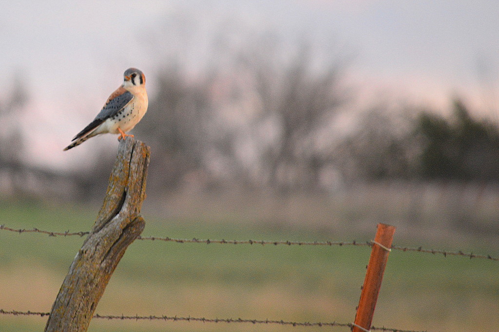 American Kestrel by kareenking