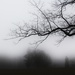 Foggy Morning by digitalrn