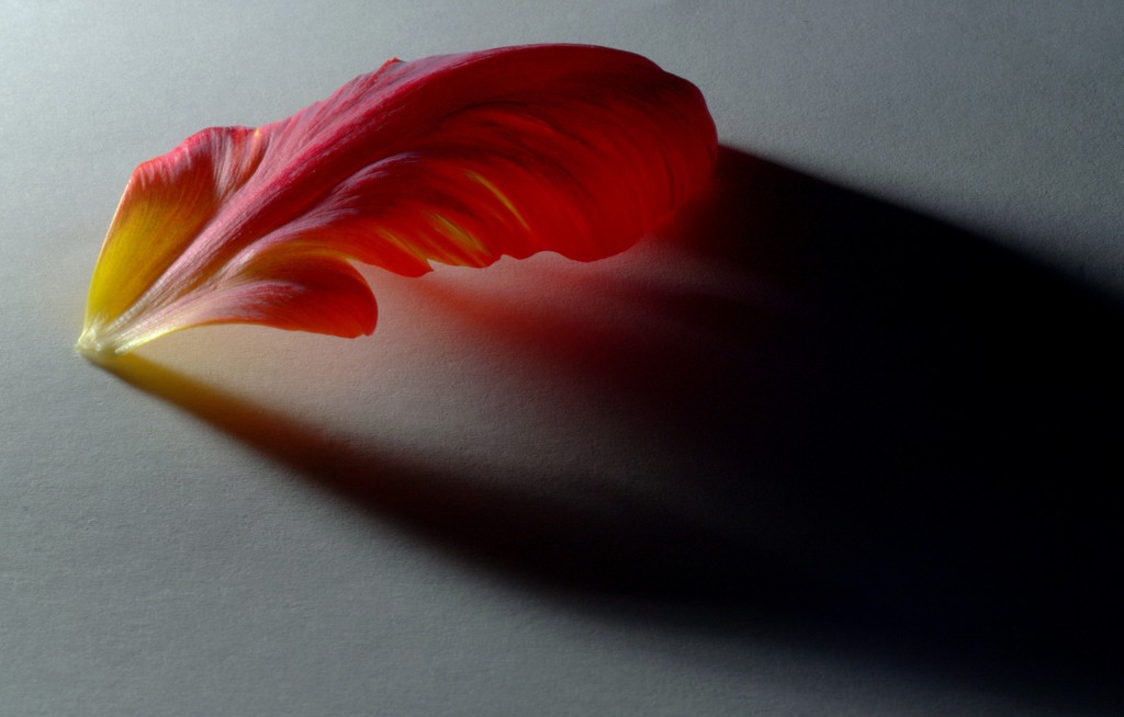 Fallen petal by jayberg