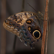28th Mar 2015 - Owl butterfly_0054