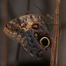 Owl butterfly_0054 by rontu