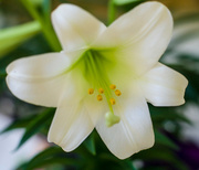 29th Mar 2015 - White Lily