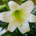 White Lily by loweygrace