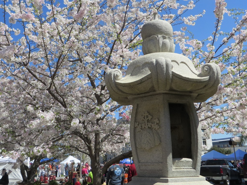 Cherry Blossom Festival by margonaut