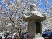 28th Mar 2015 - Cherry Blossom Festival