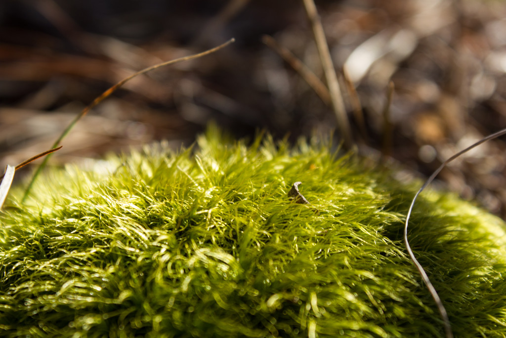 Soft moss by randystreat