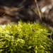 Soft moss by randystreat