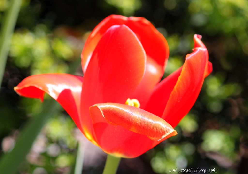 Red Tulip by grannysue