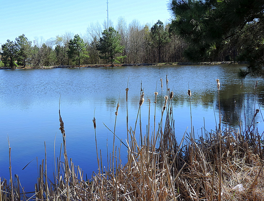 Cattails along the lake by homeschoolmom