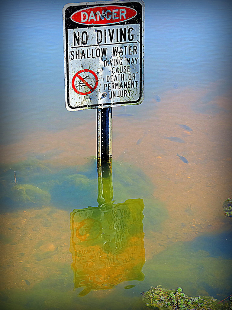 Good thing it doesn't say no swimming by homeschoolmom