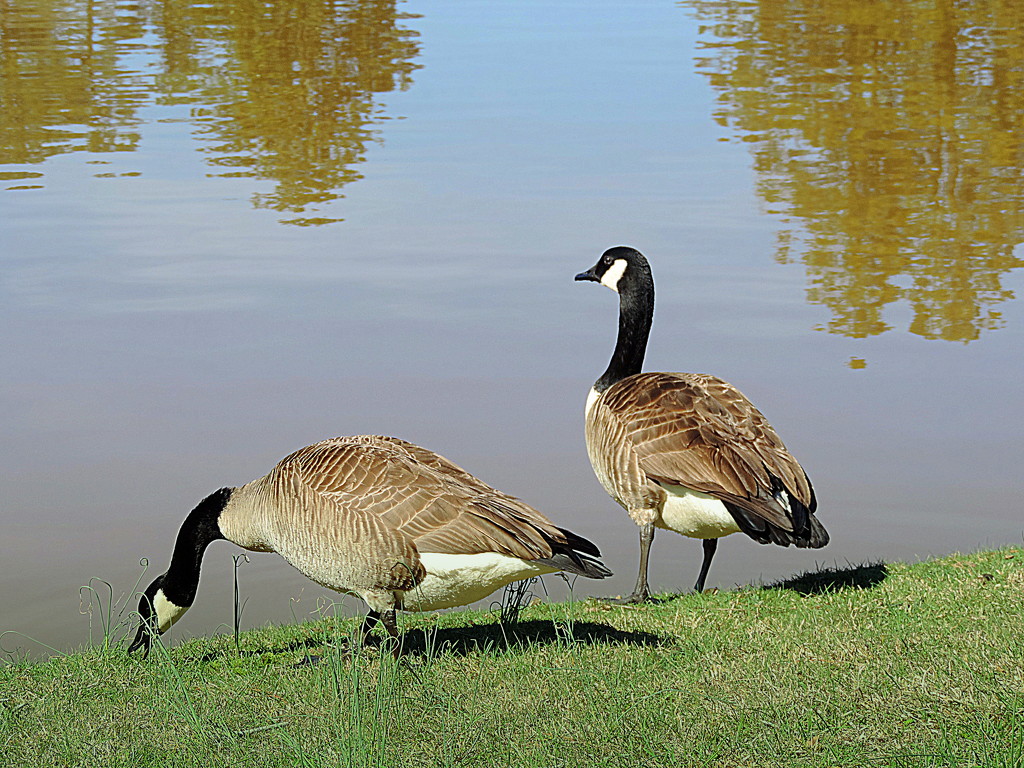 Geese in the sunshine by homeschoolmom