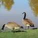 Geese in the sunshine by homeschoolmom
