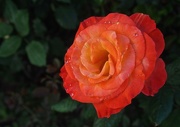 29th Mar 2015 - Garden Variety Rose