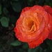 Garden Variety Rose by redy4et