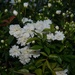 Lady Banks roses, Charleston,SC by congaree
