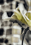 30th Mar 2015 - my yellow rose