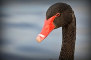 30th Mar 2015 - Black Swan