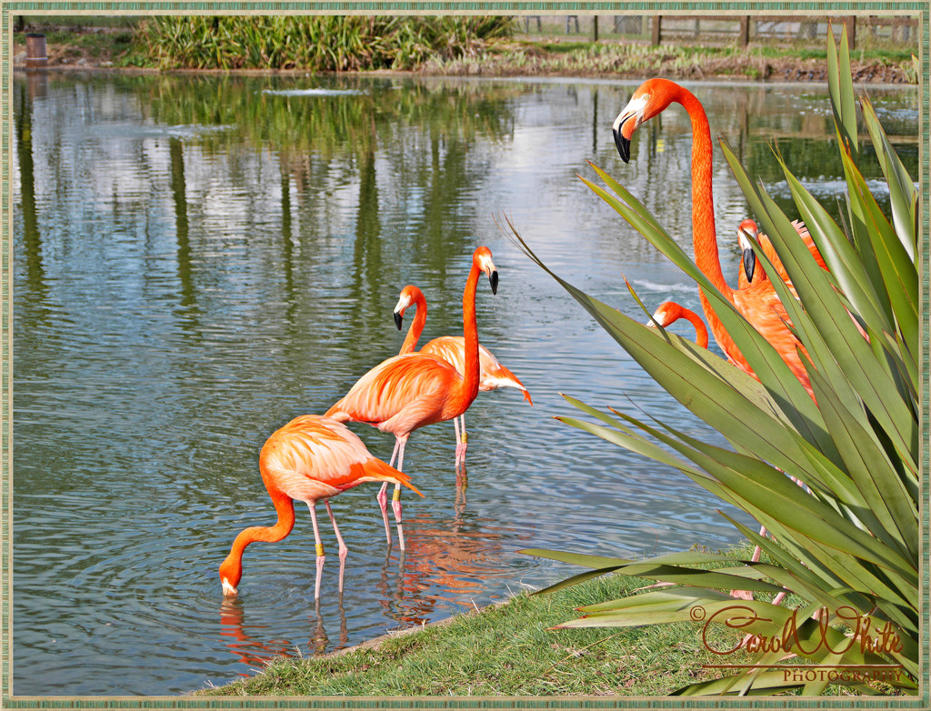 Flamingoes by carolmw