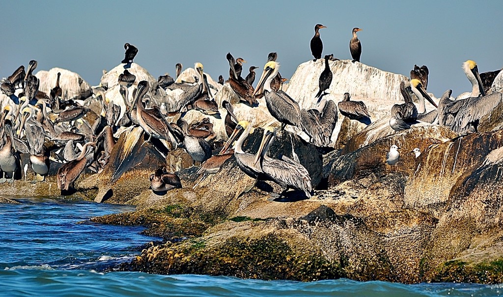The land of the pelicans by soboy5