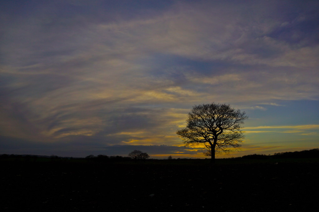 SKY AND TREE by markp