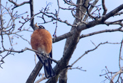 30th Mar 2015 - Robin in Tree 